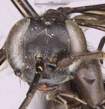 Media type: image;   Entomology 17039 Aspect: head frontal view